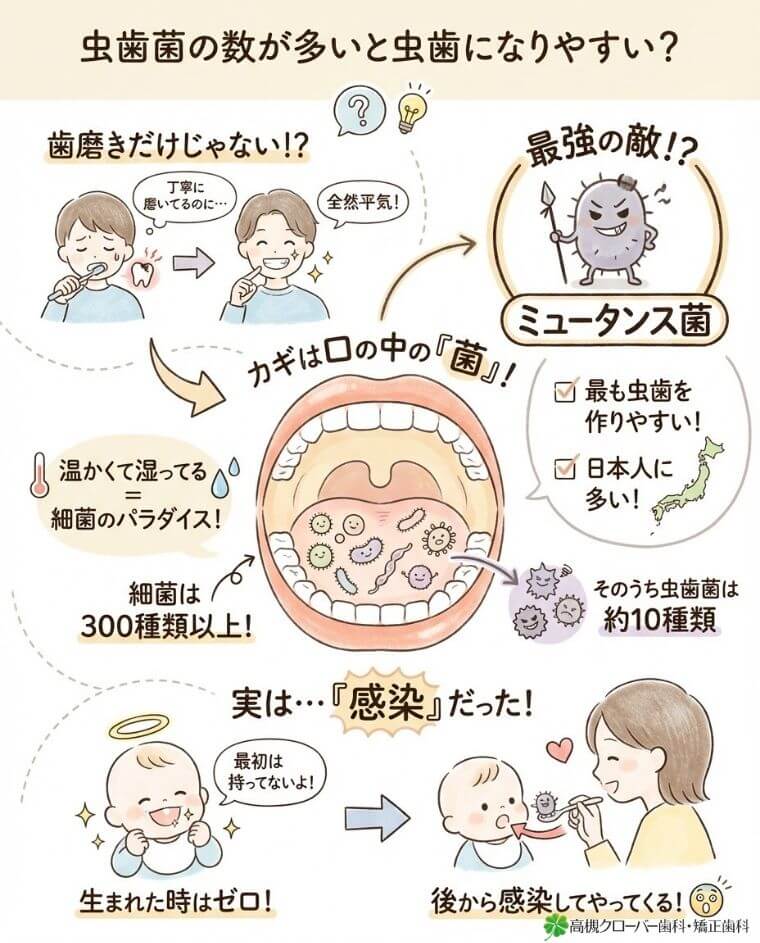 虫歯菌の数が多いと虫歯になりやすい？