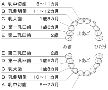 乳歯の生え方