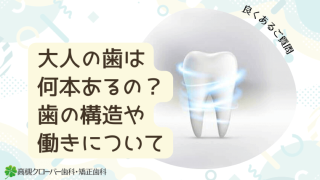 大人の歯は何本あるの？歯の構造や働きについて
