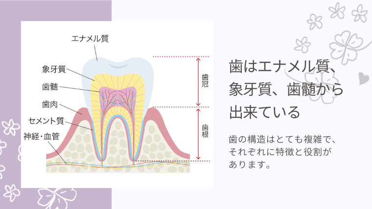 歯はエナメル質、象牙質、歯髄から出来ている
