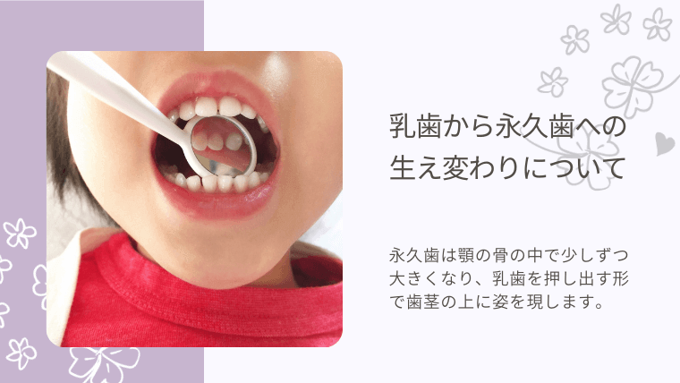 乳歯から永久歯への生え変わりについて