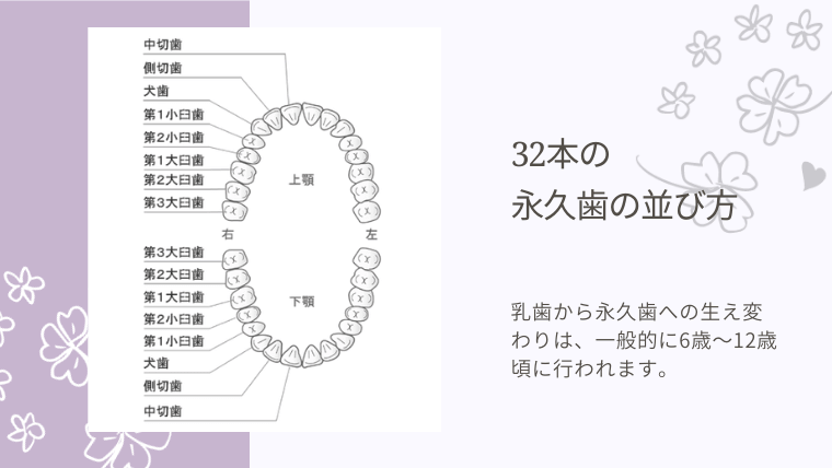 32本の永久歯の並び方