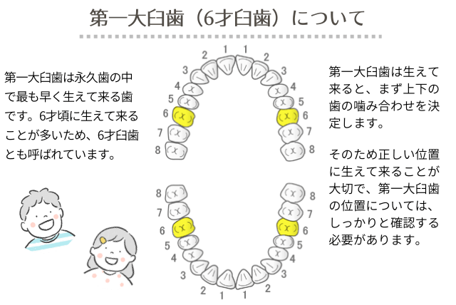 6才臼歯