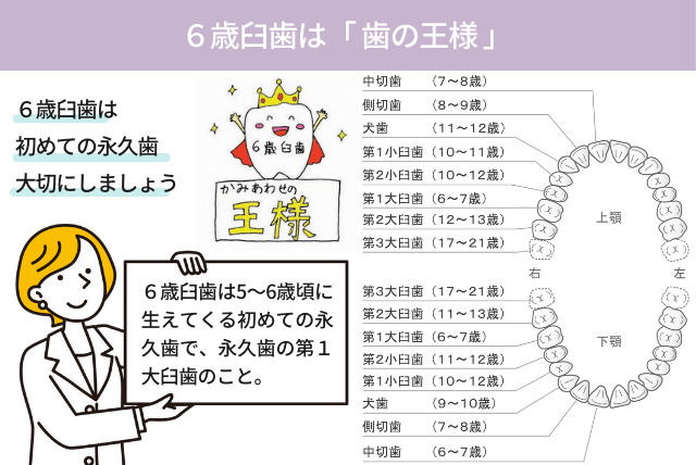 ６歳臼歯は歯の王様