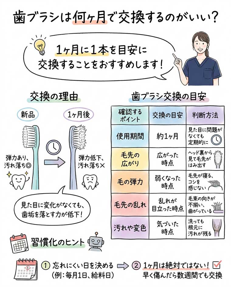 歯ブラシは何ヶ月で交換するのがいい？の図解